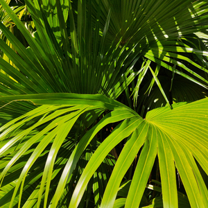 一小孩把鸡巴喂给姐姐
